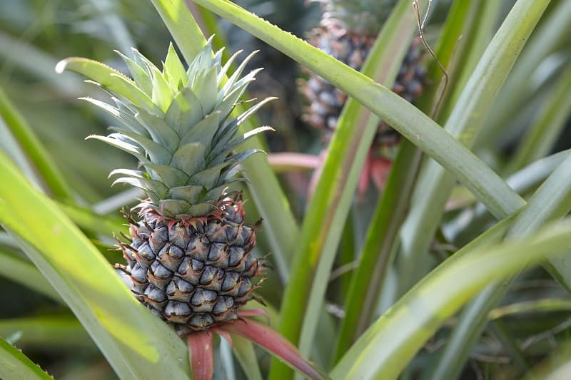 ananas baby