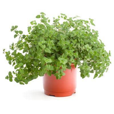 Oregano