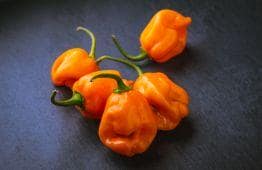 papryka habanero