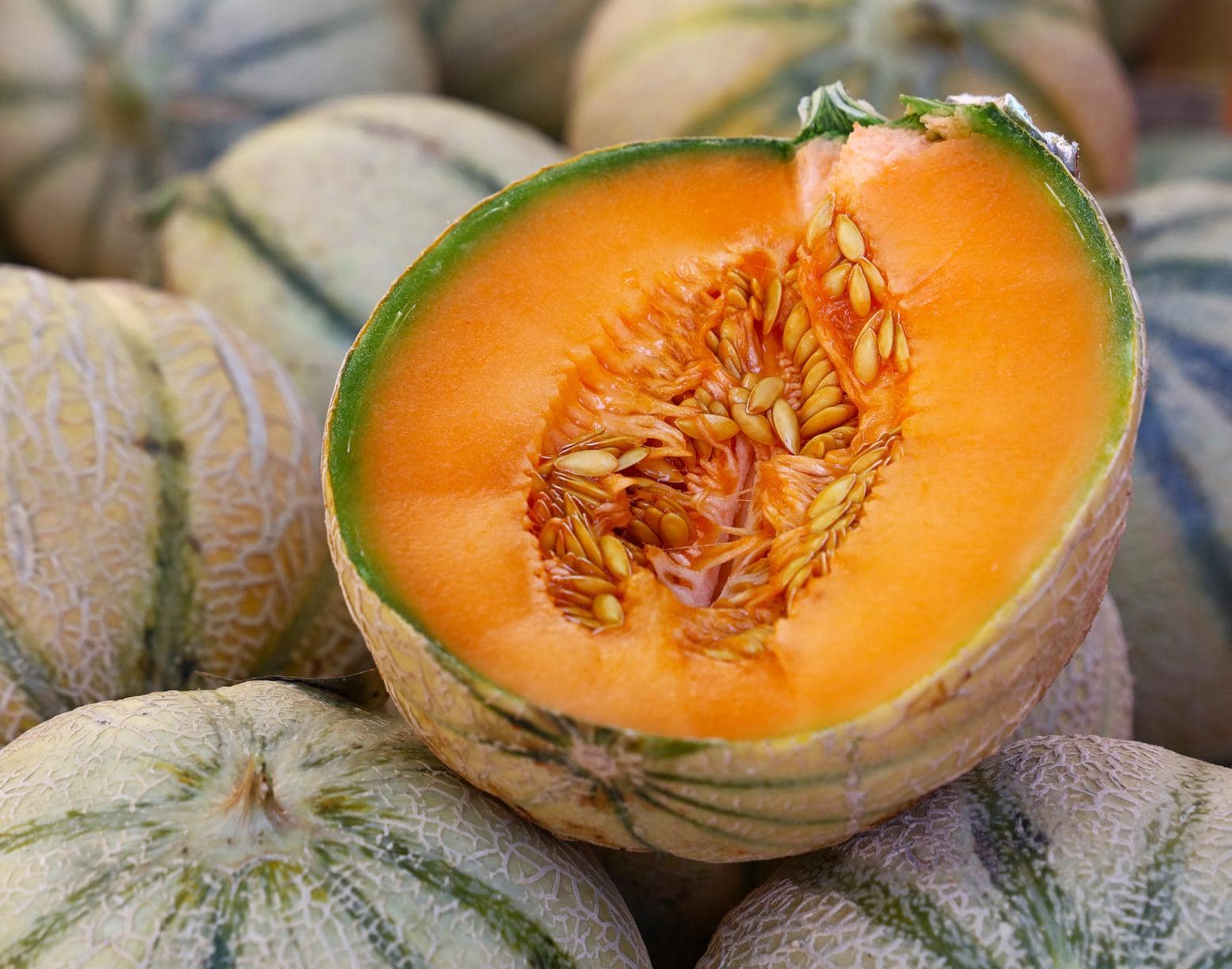 Melon cantaloupe