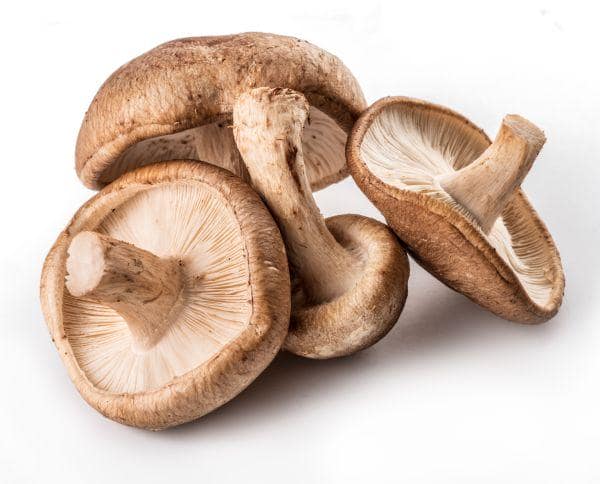 Shiitake